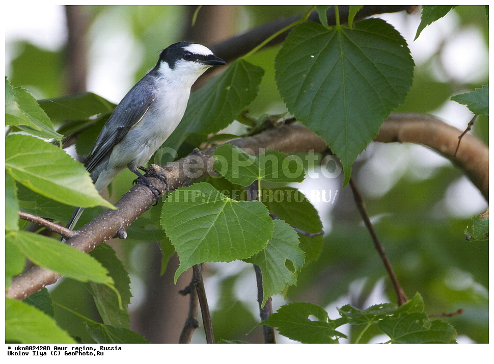 ����������, �������� �������, ������� ������, ������, ��������, ��������, �����, �����, ��������, �����������, XYZ, �������������, Campephagidae, ����� ���������, Pericrocotus divaricatus