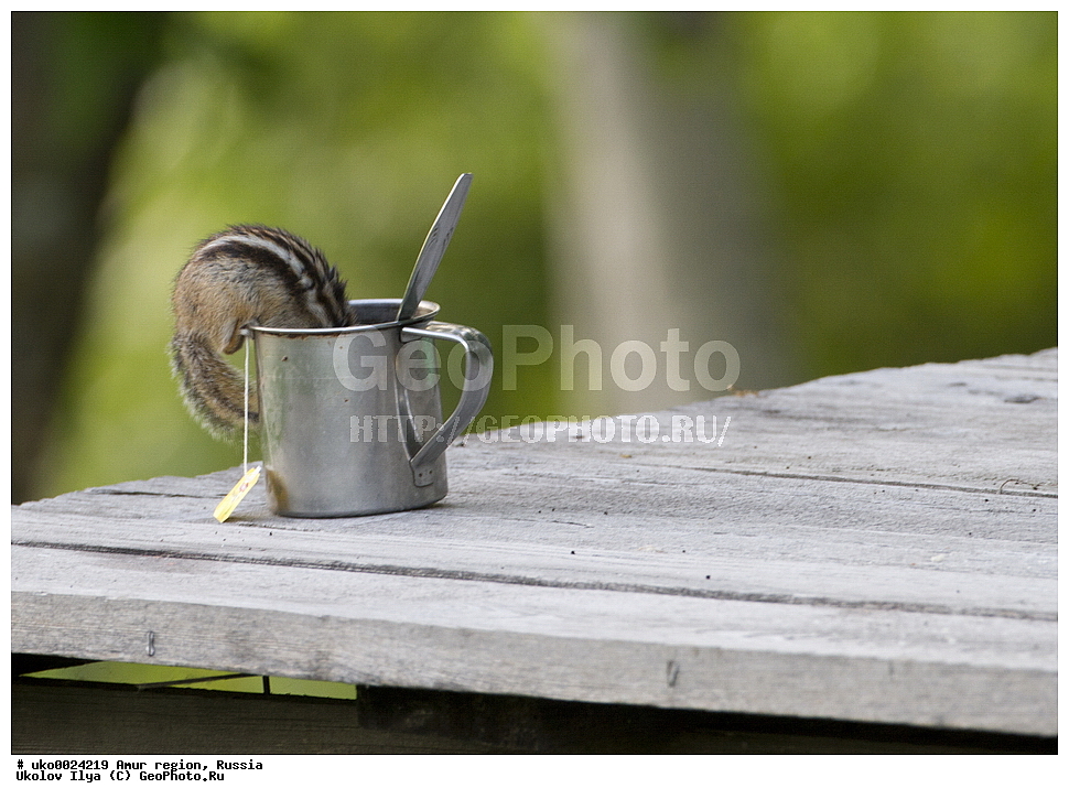 �������� �������, ������� ������, ������, ��������, ��������, �������������, �������������, �����, �����, �������, XYZ, �������, Sciuridae, ��������� ��������, ��������� ��������, Tamias sibiricus