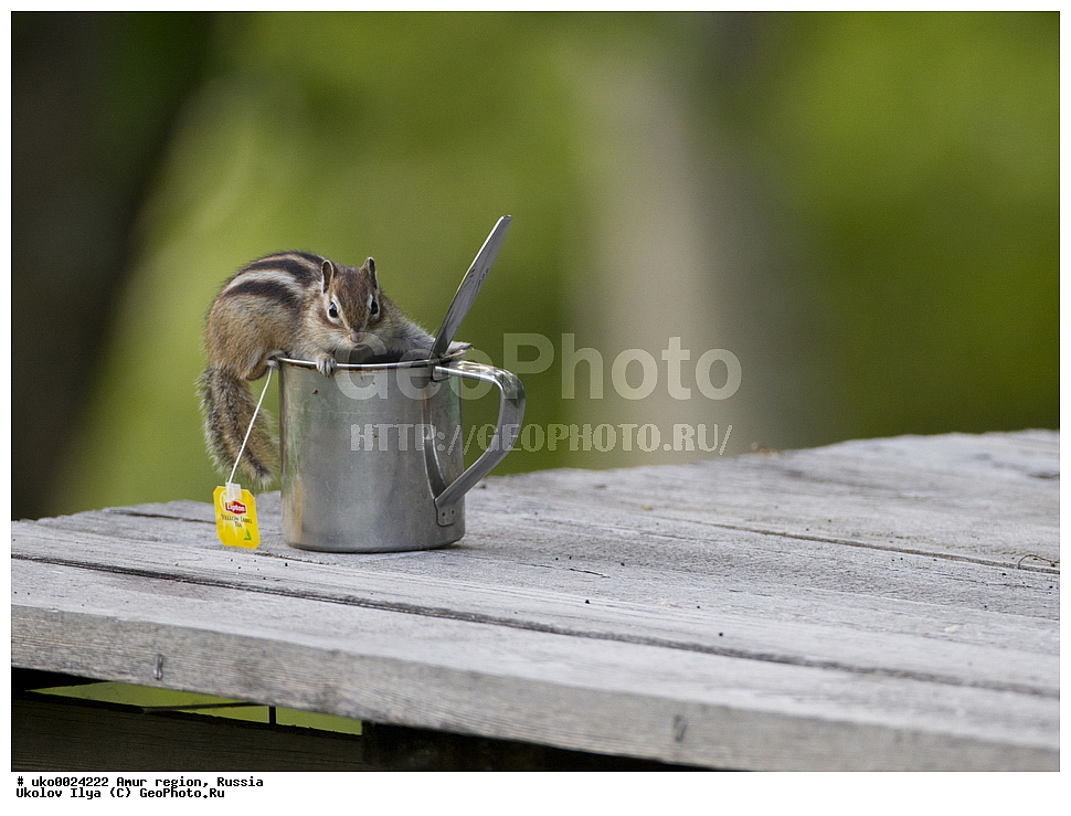 �������� �������, ������� ������, ������, ��������, ��������, �������������, �������������, �����, �����, �������, XYZ, �������, Sciuridae, ��������� ��������, ��������� ��������, Tamias sibiricus