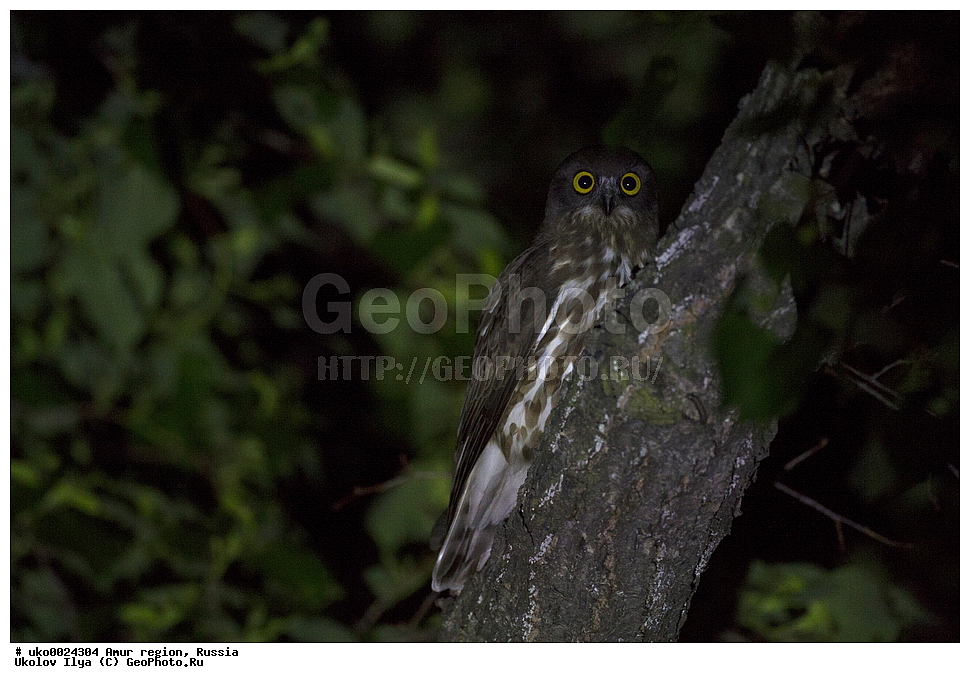 ����������, �������� �������, ������� ������, ������, ��������, ��������, �����, �����, ��������, �����������, ������ �����, ������ �����, XYZ, �������, ��������� ����, Strigidae, ��������� ����, Ninox scutulata