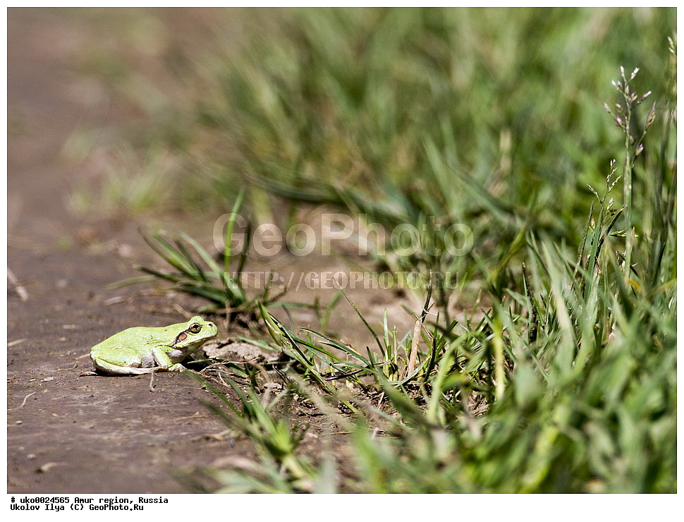 �������� �������, ������� ������, ������, ��������, ��������, �����������, �����������, �������, �������, �������, �������, XYZ, ������, ��������� �������, ����������, Hylidae, ��������������� ������, ����������������� ������, Hyla japonica
