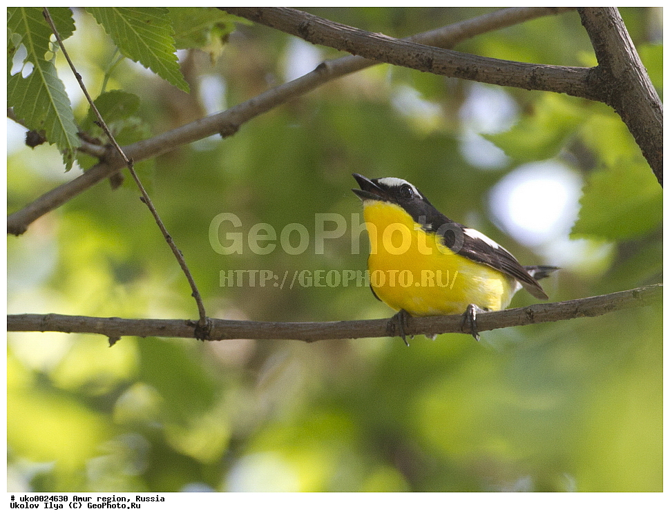 ������, �������� �������, ������� ������, ������, ��������, ��������, �����, �����, ��������, �����������, XYZ, ������������, Muscicapidae, ������������ ���������, �������� ������������ ���������, Ficedula zanthopygia