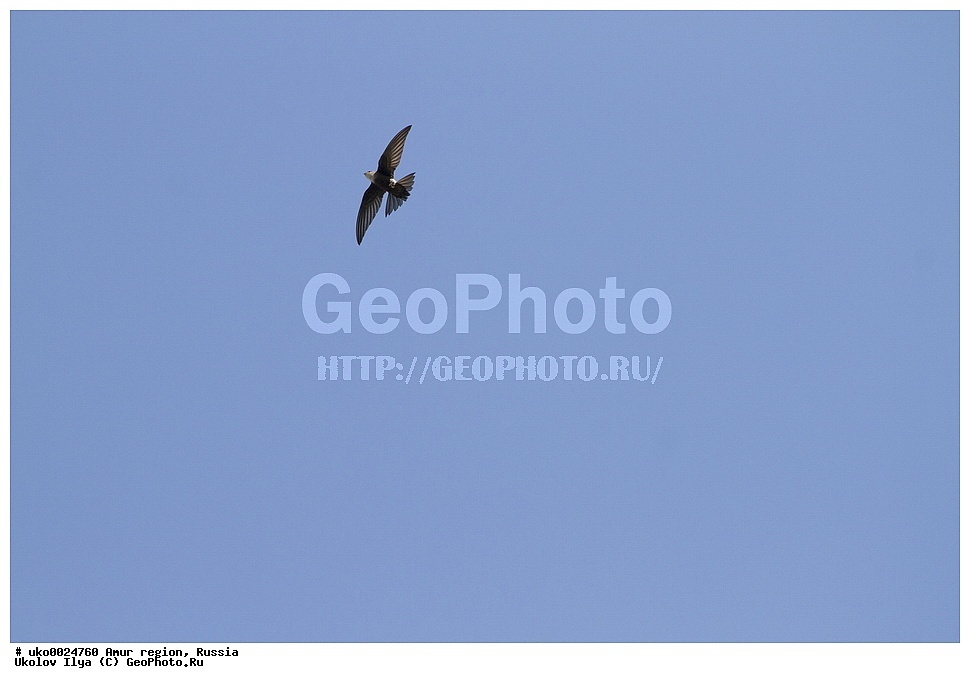 ������, �������� �������, ������� ������, ������, ��������, ��������, �����, �����, ��������, �����������, XYZ, ��������� ������, ���������, ������, Apodidae, ����������� �����, Apus pacificus