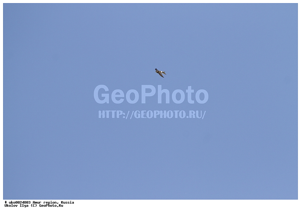 ������, �������� �������, ������� ������, ������, ��������, ��������, �����, �����, ��������, �����������, XYZ, ��������� ������, ���������, ������, Apodidae, ����������� �����, Apus pacificus