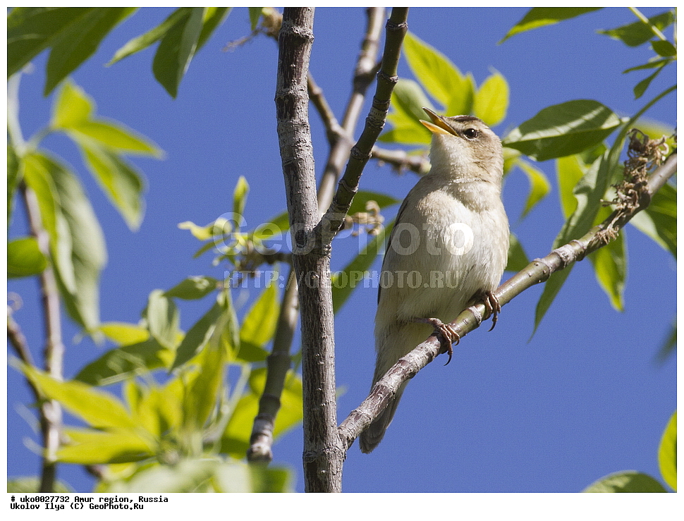 ������, �������� �������, ������� ������, ������, ��������, ��������, �����, �����, ��������, �����������, XYZ, ���������, Sylviidae, ������������� ���������, Acrocephalus bistrigiceps