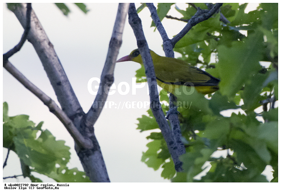 ������, �������� �������, ������� ������, ������, ��������, ��������, �����, �����, ��������, �����������, XYZ, ���������, Oriolidae, ��������� ������������ ������, ��������� ������, ������������ ������, Oriolus chinensis