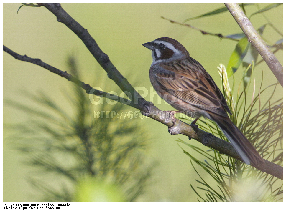 ������, �������� �������, ������� ������, ������, ��������, ��������, �����, �����, ��������, �����������, XYZ, ����������, Emberizidae, ���������� �������, Emberiza cioides