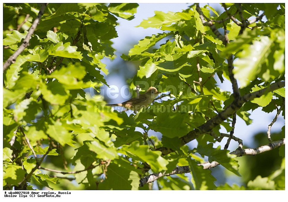 ������, �������� �������, ������� ������, ������, ��������, ��������, �����, �����, ��������, �����������, XYZ, ���������, Sylviidae, ������������ ���������, Acrocephalus aedon, Arundinax aedon, Iduna aedon, Phragmaticola aedon, Phragamaticola aedon