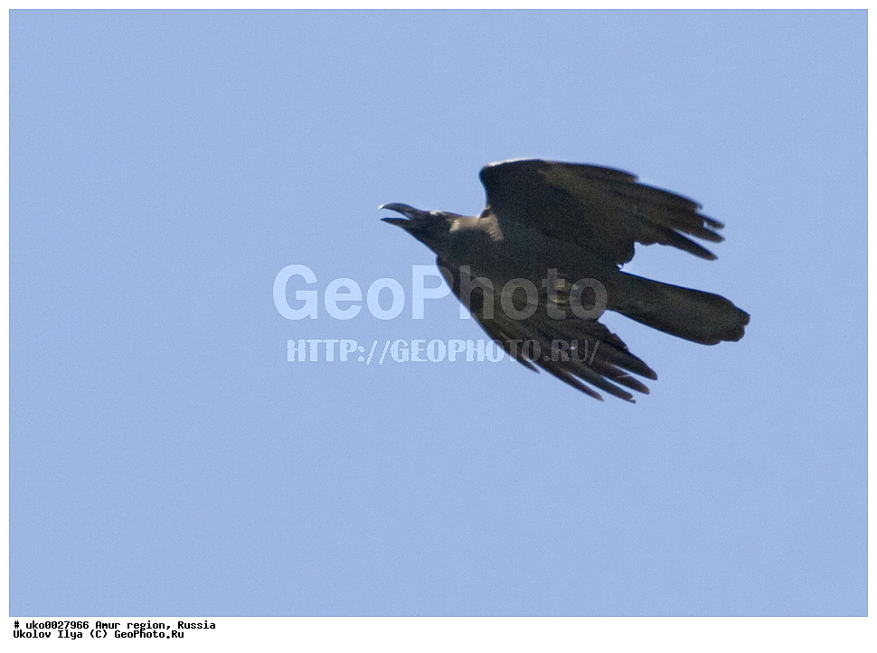 ����������, �������� �������, ������� ������, ������, ��������, ��������, �����, �����, ��������, �����������, XYZ, ��������, ���������, Corvidae, ������������ ������, Corvus macrorhynchos