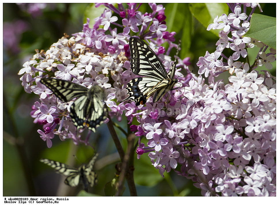 �������� �������, ������� ������, ������, ��������, ��������, ���������, ���������, �������, �������, XYZ, ���������, �����������, ��������, Papilionidae, �������� ����, ����, Papilio xuthus, ��������������, �������������, ��������������