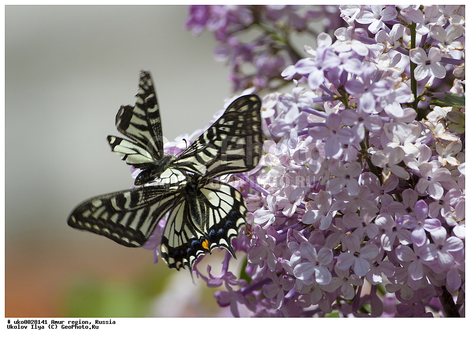 �������� �������, ������� ������, ������, ��������, ��������, ���������, ���������, �������, �������, XYZ, ���������, �����������, ��������, Papilionidae, �������� ����, ����, Papilio xuthus, ��������������, �������������, ��������������