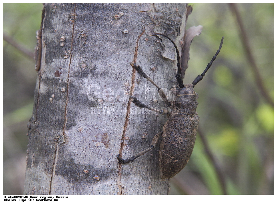 �������� �������, ������� ������, ������, ��������, ��������, ���������, ���������, ����, ��������������, �������������, ��������������