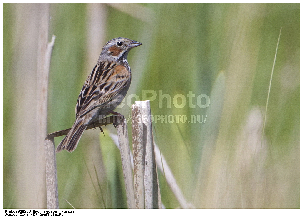 ������, �������� �������, ������� ������, ������, ��������, ��������, �����, �����, ��������, �����������, XYZ, ����������, Emberizidae, ����������� �������, Emberiza fucata