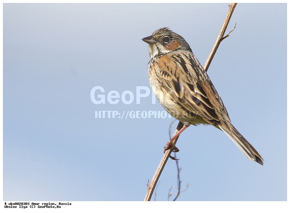 ������, �������� �������, ������� ������, ������, ��������, ��������, �����, �����, ��������, �����������, XYZ, ����������, Emberizidae, ����������� �������, Emberiza fucata