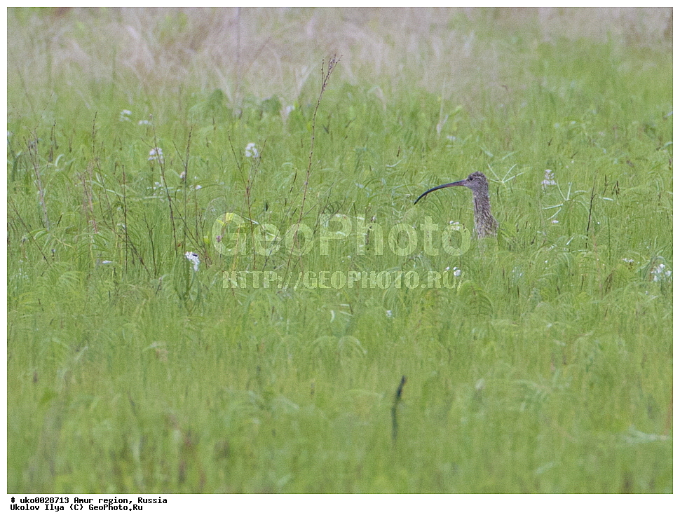 ����������, �������� �������, ������� ������, ������, ��������, ��������, �����, �����, ��������, �����������, �����, ������, XYZ, ���������, Scolopacidae, ��������������� ��������, Numenius madagascariensis