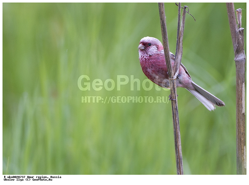 ������, �������� �������, ������� ������, ������, ��������, ��������, �����, �����, ��������, �����������, XYZ, ���������, Fringillidae, ������, ������������� ��������, ������������� �������, Uragus sibiricus, Carpodacus sibiricus