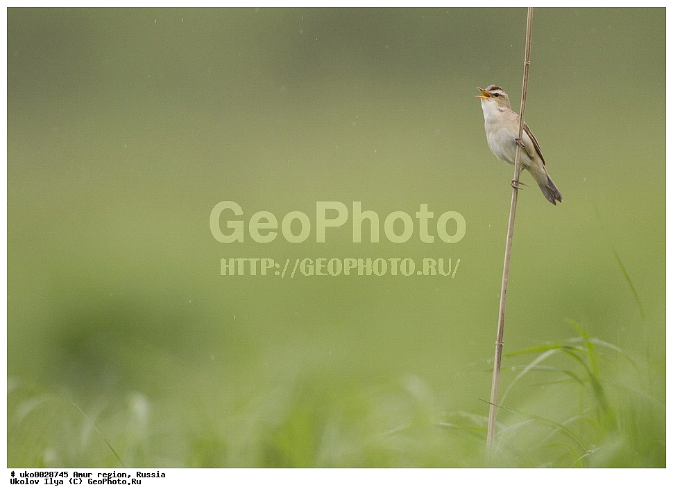 ������, �������� �������, ������� ������, ������, ��������, ��������, �����, �����, ��������, �����������, XYZ, ���������, Sylviidae, ������������� ���������, Acrocephalus bistrigiceps