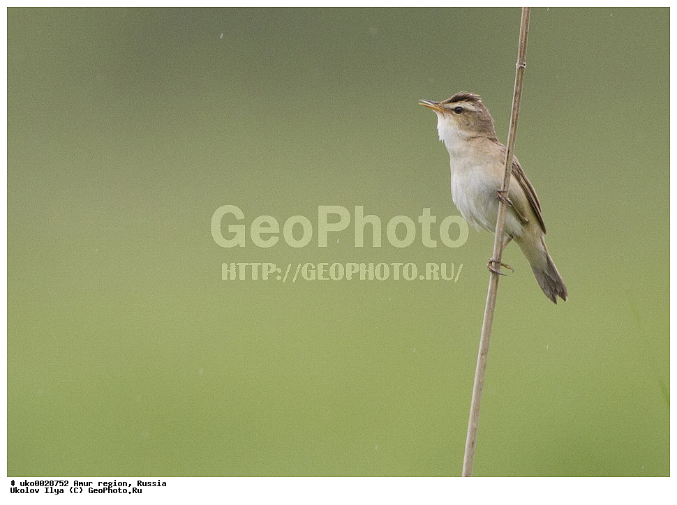 ������, �������� �������, ������� ������, ������, ��������, ��������, �����, �����, ��������, �����������, XYZ, ���������, Sylviidae, ������������� ���������, Acrocephalus bistrigiceps