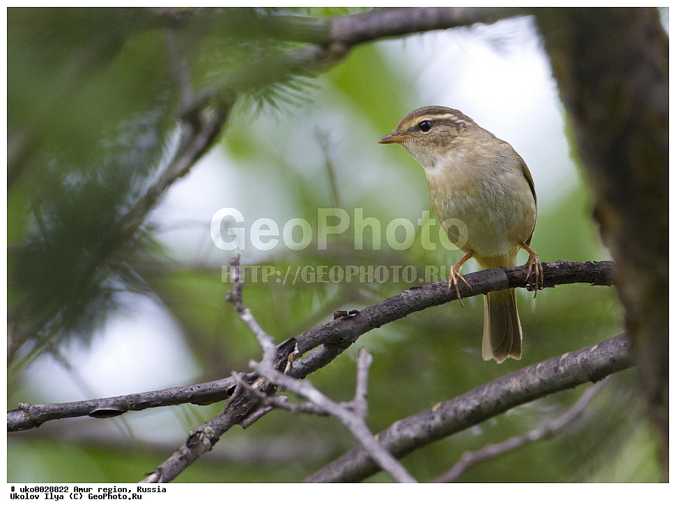 ������, �������� �������, ������� ������, ������, ��������, ��������, �����, �����, ��������, �����������, XYZ, ���������, Sylviidae, ����������, Phylloscopidae, ������������ �������, ���������� �������, Phylloscopus schwarzi