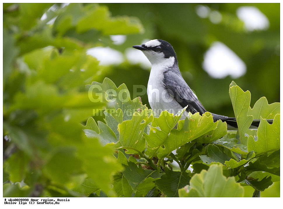 ����������, �������� �������, ������� ������, ������, ��������, ��������, �����, �����, ��������, �����������, XYZ, �������������, Campephagidae, ����� ���������, Pericrocotus divaricatus