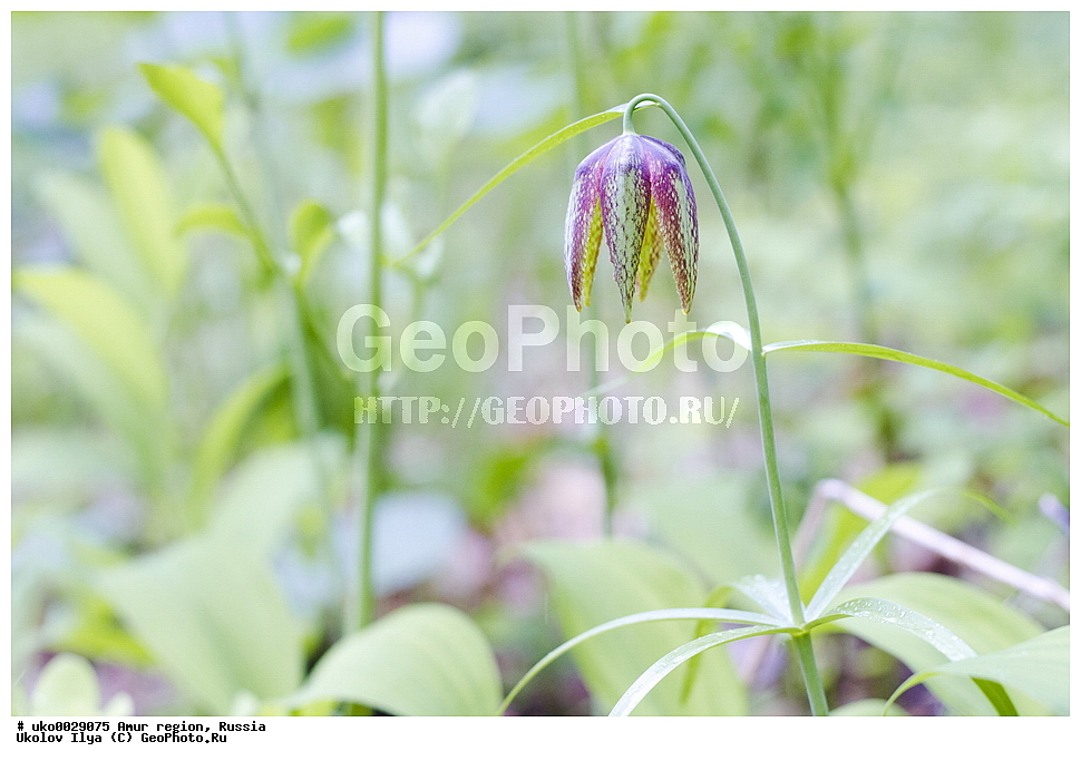  �������� �������, ������� ������, ������, ������ ��������, �����, ���������� ��������, ������������ ��������, ������������ ��������, ������, �����, XYZ, ��������, Liliaceae, ������ �����������, Fritillaria maximowiczii