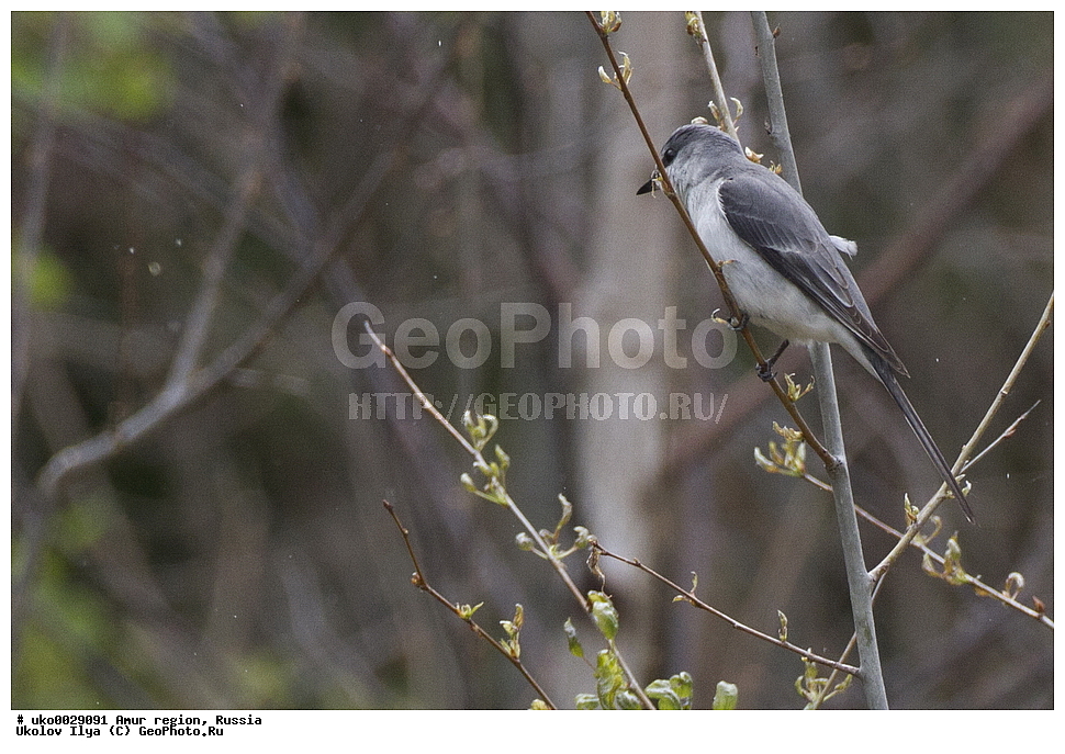 ����������, �������� �������, ������� ������, ������, ��������, ��������, �����, �����, ��������, �����������, XYZ, �������������, Campephagidae, ����� ���������, Pericrocotus divaricatus