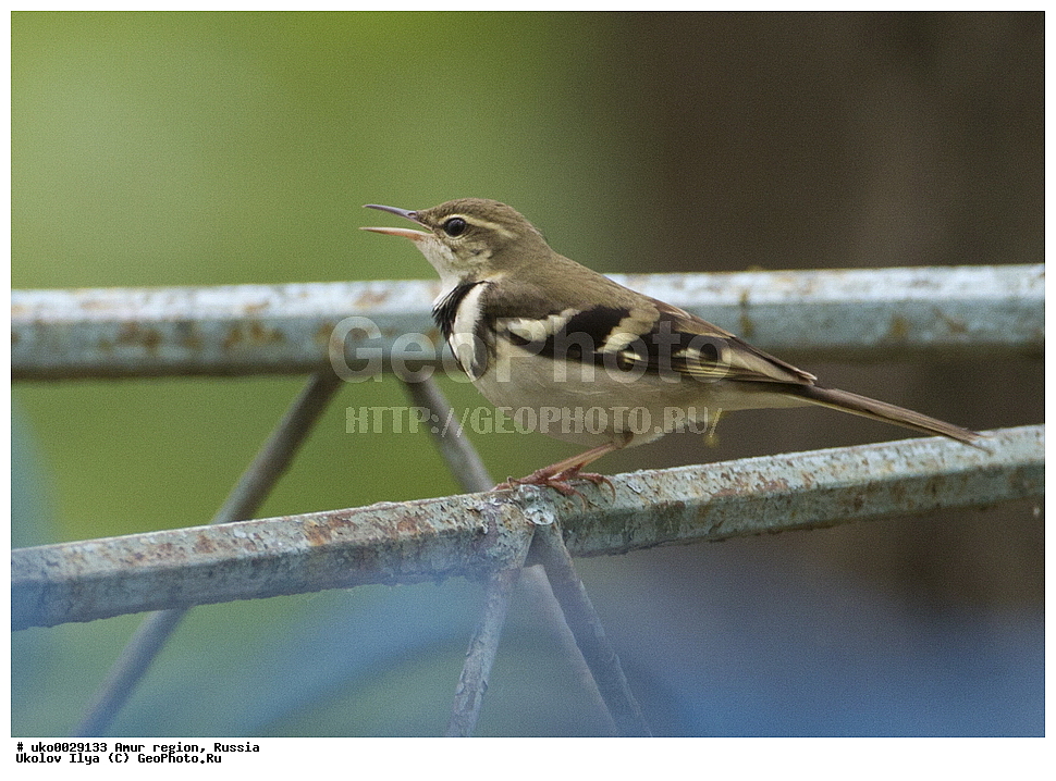 ������, �������� �������, ������� ������, ������, ��������, ��������, �����, �����, ��������, �����������, XYZ, �������������, Motacillidae, ��������� ����������, Dendronanthus indicus