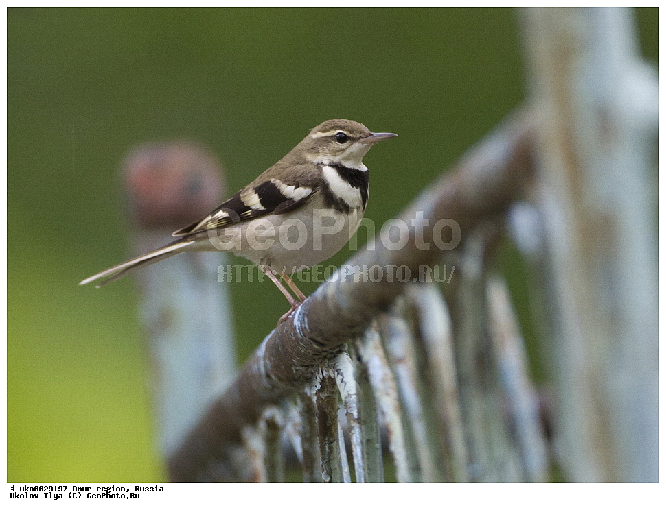 ������, �������� �������, ������� ������, ������, ��������, ��������, �����, �����, ��������, �����������, XYZ, �������������, Motacillidae, ��������� ����������, Dendronanthus indicus