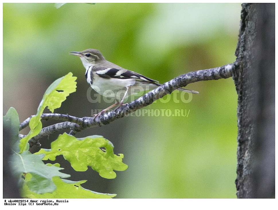 ������, �������� �������, ������� ������, ������, ��������, ��������, �����, �����, ��������, �����������, XYZ, �������������, Motacillidae, ��������� ����������, Dendronanthus indicus