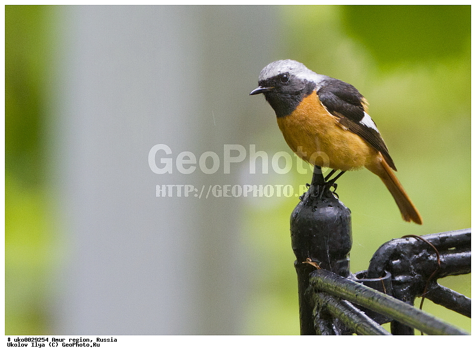 ������, �������� �������, ������� ������, ������, ��������, ��������, �����, �����, ��������, �����������, XYZ, ������������, Muscicapidae, ��������� �����������, �������� �����������, Phoenicurus auroreus