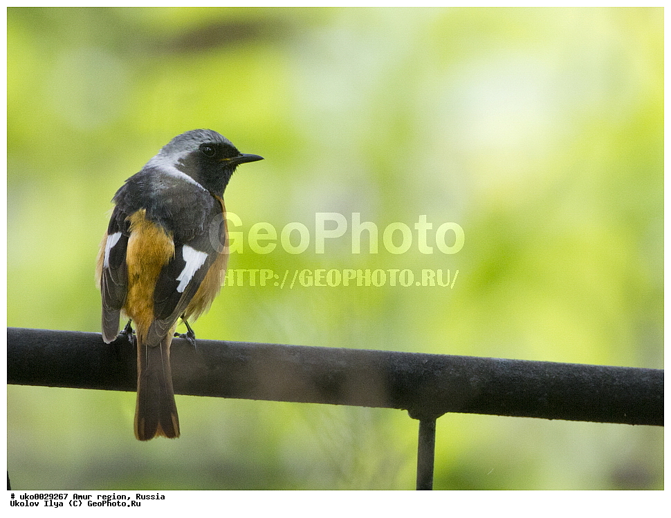 ������, �������� �������, ������� ������, ������, ��������, ��������, �����, �����, ��������, �����������, XYZ, ������������, Muscicapidae, ��������� �����������, �������� �����������, Phoenicurus auroreus