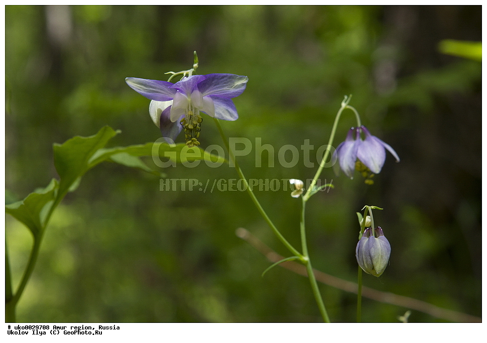  �������� �������, ������� ������, ������, ������ ��������, �����, ���������� ��������, ������������ ��������, ������������ ��������, ������, �����, XYZ, ��������, �����������, Iridaceae, ������������ �������, ������� ������, ������, ������ ��������, �����, ���������� ��������, ������������ ��������, ������������ ��������, ������, �����, XYZ, ���������, Ranunculaceae, �������� ��������������, Aquilegia parviflora��� �������������, ���� �������������, Iris uniflora