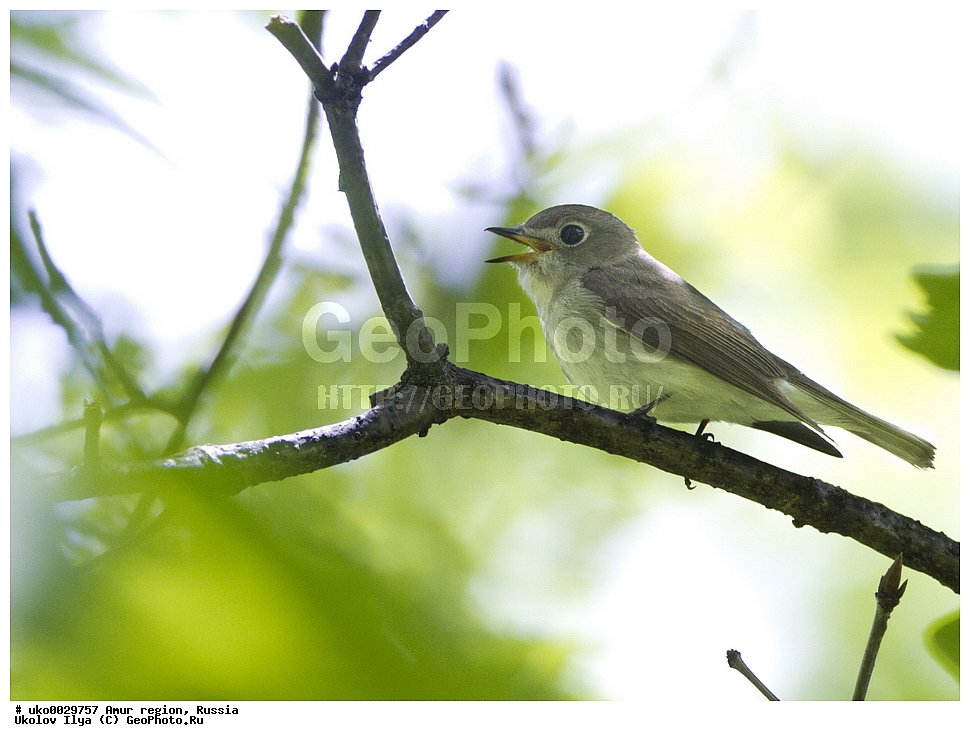 ���������, �������� �������, ������� ������, ������, ��������, ��������, �����, �����, ��������, �����������, XYZ,  ������������, Muscicapidae, ������������ ���������, Muscicapa dauurica, Muscicapa latirostris