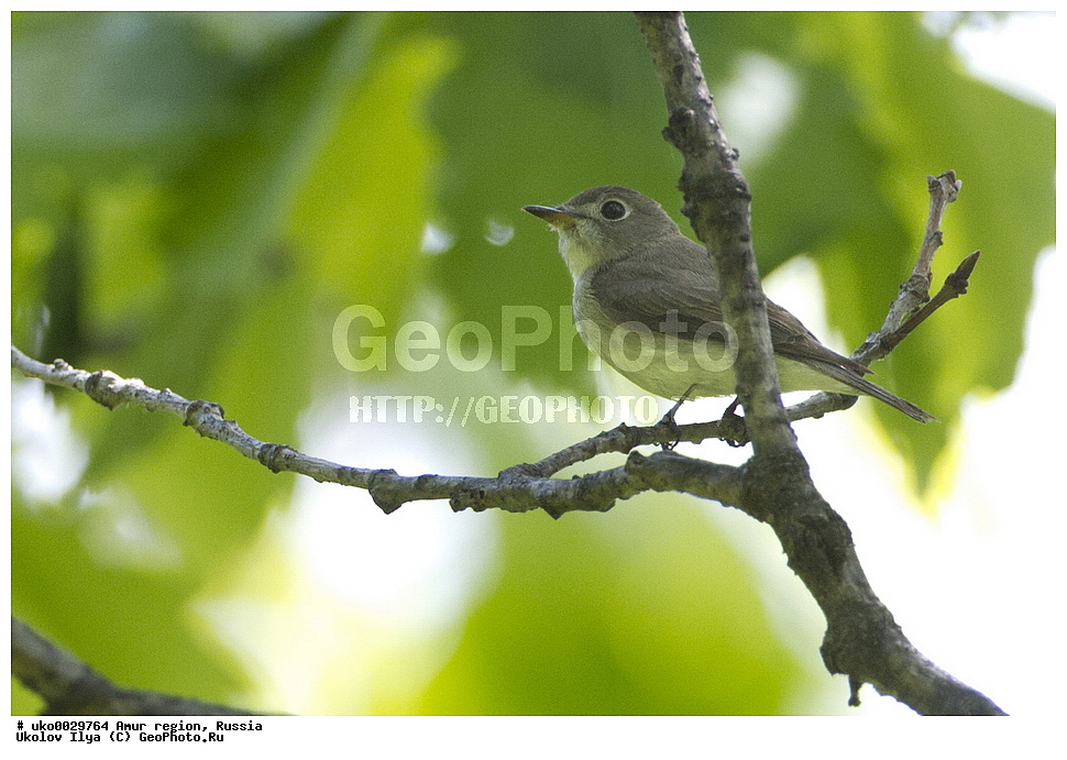 ���������, �������� �������, ������� ������, ������, ��������, ��������, �����, �����, ��������, �����������, XYZ,  ������������, Muscicapidae, ������������ ���������, Muscicapa dauurica, Muscicapa latirostris