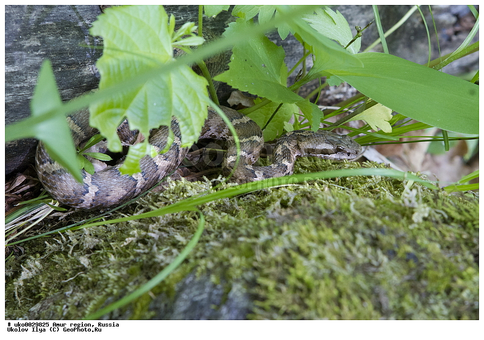 �������� �������, ������� ������, ������, ��������, ��������, ��������������, ��������������, ��������, ��������, ����, ����, XYZ, ���������, Viperidae, ���������� �����������, Gloydius saxatilis