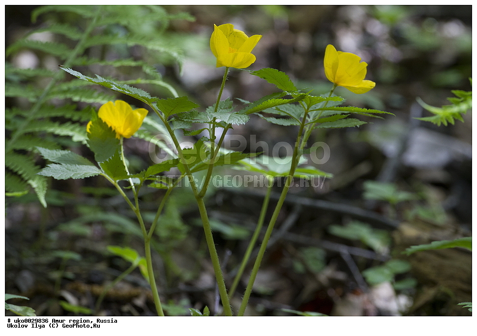 �������� �������, ������� ������, ������, ������ ��������, �����, ���������� ��������, ������������ ��������, ������������ ��������, ������, �����, XYZ, ��������, �����������, Iridaceae, ������������ �������, ������� ������, ������, ������ ��������, �����, ���������� ��������, ������������ ��������, ������������ ��������, ������, �����, XYZ, ���������, Ranunculaceae, �������� ��������������, Aquilegia parviflora��� �������������, ���� �������������, Iris uniflora