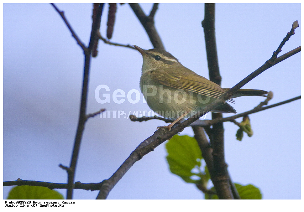 ���������, �������� �������, ������� ������, ������, ��������, ��������, �����, �����, ��������, �����������, XYZ,  ���������, Sylviidae, ����������, Phylloscopidae, ����������� �������, Phylloscopus tenellipes