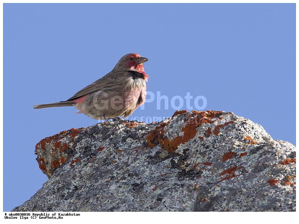 ���������, ���������� ���������, ��������, ��������, �����, �����, ��������, �����������, XYZ, ���������, Fringillidae, ������� ������, �������� ��������, Carpodacus puniceus, Pyrrhospiza punicea