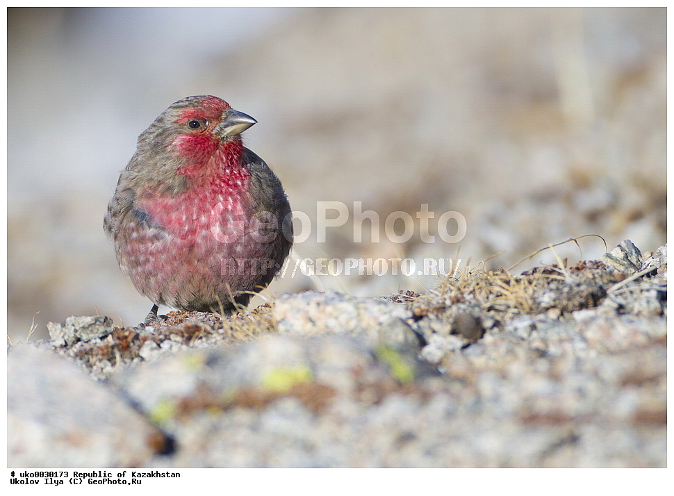 ���������, ���������� ���������, ��������, ��������, �����, �����, ��������, �����������, XYZ, ���������, Fringillidae, ������� ������, �������� ��������, Carpodacus puniceus, Pyrrhospiza punicea
