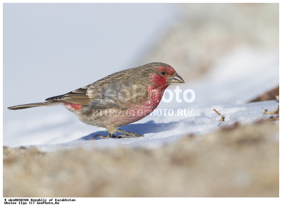���������, ���������� ���������, ��������, ��������, �����, �����, ��������, �����������, XYZ, ���������, Fringillidae, ������� ������, �������� ��������, Carpodacus puniceus, Pyrrhospiza punicea