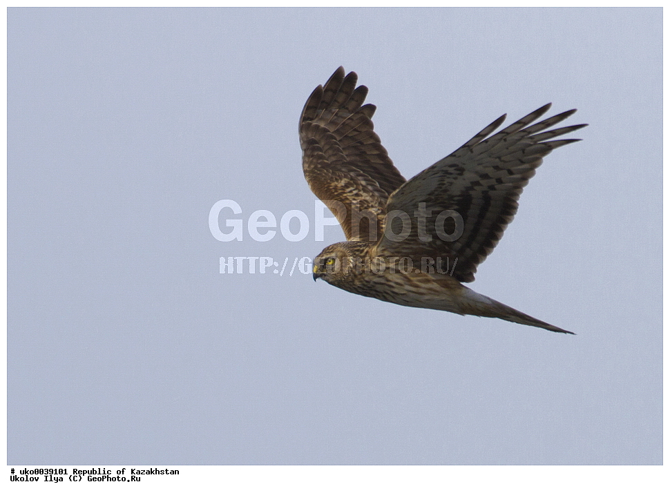 ���������, ���������� ���������, ��������, ��������, �����, �����, ��������, �����������, ������ �����, ������ �����, XYZ, ����������, Accipitridae, ������� ����, ������������ ����, Circus cyaneus