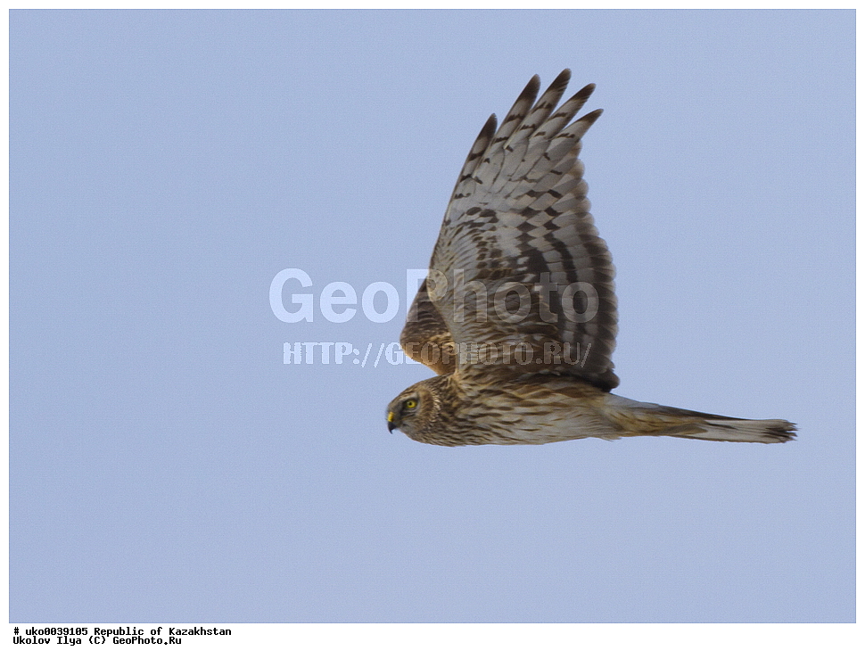 ���������, ���������� ���������, ��������, ��������, �����, �����, ��������, �����������, ������ �����, ������ �����, XYZ, ����������, Accipitridae, ������� ����, ������������ ����, Circus cyaneus