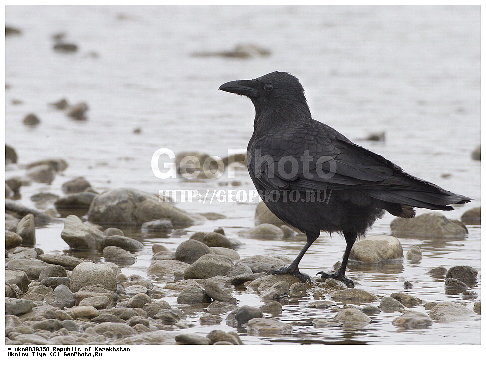 ���������, ���������� ���������, ��������, ��������, �����, �����, ��������, �����������, XYZ, ��������, ���������, Corvidae, ׸���� ������, ������ ������, Corvus corone