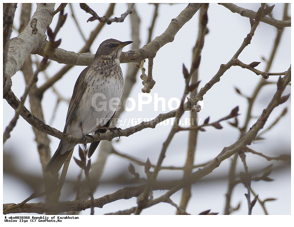 ���������, ���������� ���������, ��������, ��������, �����, �����, ��������, �����������, XYZ, ���������, Turdidae, ���������� �����, ���������� �����, Turdus atrogularis