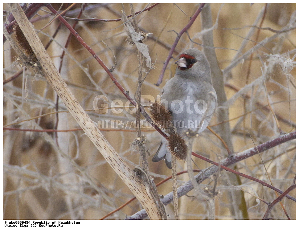 ���������, ���������� ���������, ��������, ��������, �����, �����, ��������, �����������, XYZ, ���������, Fringillidae, ����������� �����, Carduelis caniceps, Carduelis carduelis caniceps