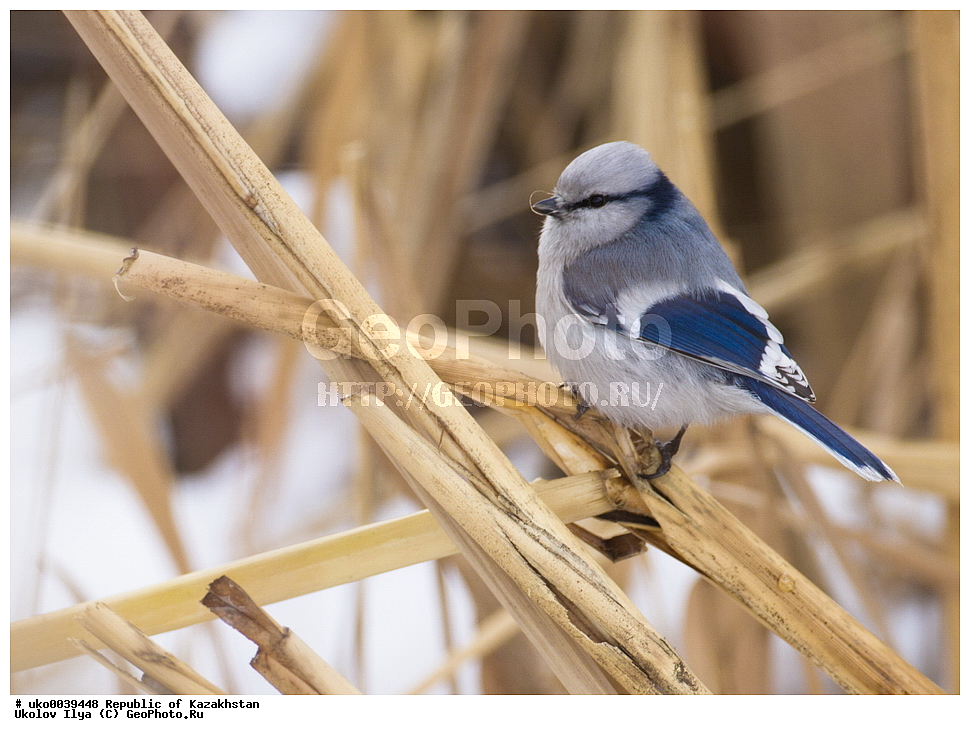 ���������, ���������� ���������, ��������, ��������, �����, �����, ��������, �����������, XYZ, ���������, Paridae, ����� ���������, �����, ������, Cyanistes cyanus, Parus cyanus