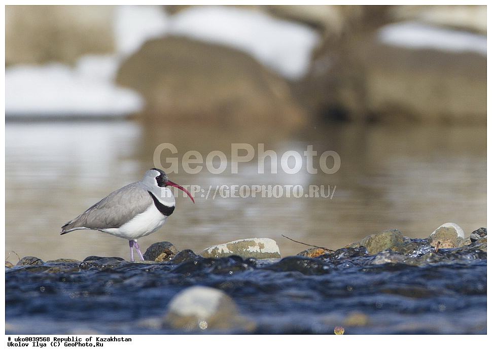  ���������, ���������� ���������, ��������, ��������, �����, �����, ��������, �����������, �����, ������, XYZ, ���������, ����������, �������������, Charadriidae, Ibidorhynchidae, ���������, Ibidorhyncha struthersii