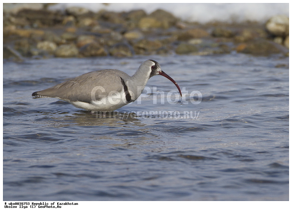  ���������, ���������� ���������, ��������, ��������, �����, �����, ��������, �����������, �����, ������, XYZ, ���������, ����������, �������������, Charadriidae, Ibidorhynchidae, ���������, Ibidorhyncha struthersii