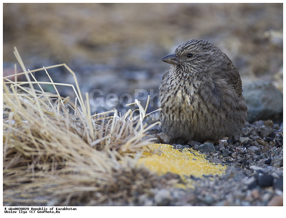 ���������, ���������� ���������, ��������, ��������, �����, �����, ��������, �����������, XYZ, ���������, Fringillidae, ������� ������, �������� ��������, Carpodacus puniceus, Pyrrhospiza punicea