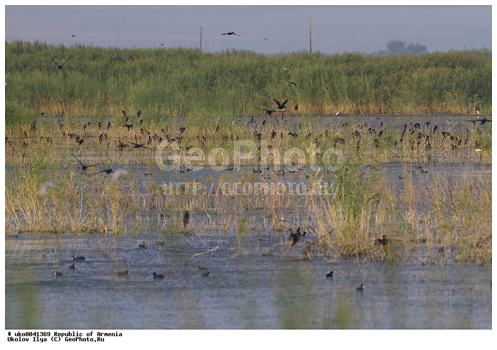 ����� ������, ����������, ���������� �������, ��������, ��������, �����, �����, ��������, �����������, ������� �����, ������� �����, XYZ, ����������, Phalacrocoracidae, ����� ������, Phalacrocorax pygmeus, Microcarbo pygmeus